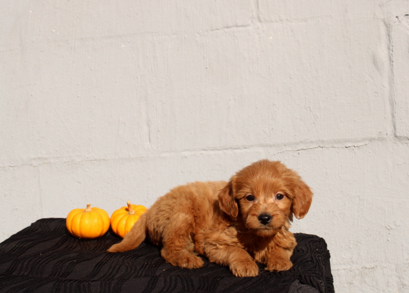 puppy, for, sale, Mini Goldendoodle F1, Matthew B. Stoltzfus, dog, breeder, Gap, PA, dog-breeder, puppy-for-sale, forsale, nearby, find, puppyfind, locator, puppylocator, aca